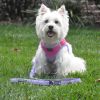 Soft Pull Traffic Dog Leash - Cobalt Blue