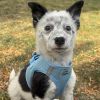 American River Solid Ultra Choke Free Dog Harness - Light Blue