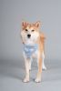 Touchdog 'Dizzy-Eyed Cyclops' Cotton Velcro Dog Bandana and Scarf (Multiple size/colors available)