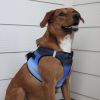 American River Choke Free Dog Harness Ombre Collection - Midnight Sky
