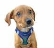 American River Choke Free Dog Harness Ombre Collection - Northern Lights