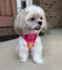 American River Choke Free Dog Harness Ombre Collection- Raspberry Pink and Orange