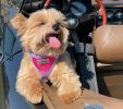 American River Choke Free Dog Harness Ombre Collection- Raspberry Sundae