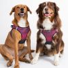 American River Choke Free Dog Harness Ombre Collection - Sunset Pink