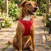 American River Choke Free Dog Harness Polka Dot Collection - Red Polka Dot