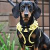 American River Choke Free Dog Harness Polka Dot Collection - Yellow and Black Polka Dot