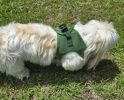 American River Solid Ultra Choke Free Dog Harness - Dark Forest Green