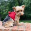 American River Solid Ultra Choke Free Dog Harness - Red