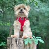 American River Solid Ultra Choke Free Dog Harness - Red