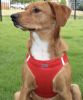 American River Solid Ultra Choke Free Dog Harness - Red