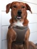 American River Solid Ultra Choke Free Dog Harness - Fossil Brown
