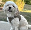 American River Solid Ultra Choke Free Dog Harness - Fossil Brown