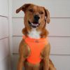 American River Solid Ultra Choke Free Dog Harness - Hunter Orange