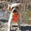 American River Solid Ultra Choke Free Dog Harness - Hunter Orange