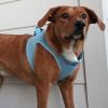 American River Solid Ultra Choke Free Dog Harness - Light Blue