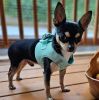 American River Solid Ultra Choke Free Dog Harness - Teal