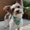 American River Solid Ultra Choke Free Dog Harness - Teal
