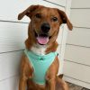 American River Solid Ultra Choke Free Dog Harness - Teal